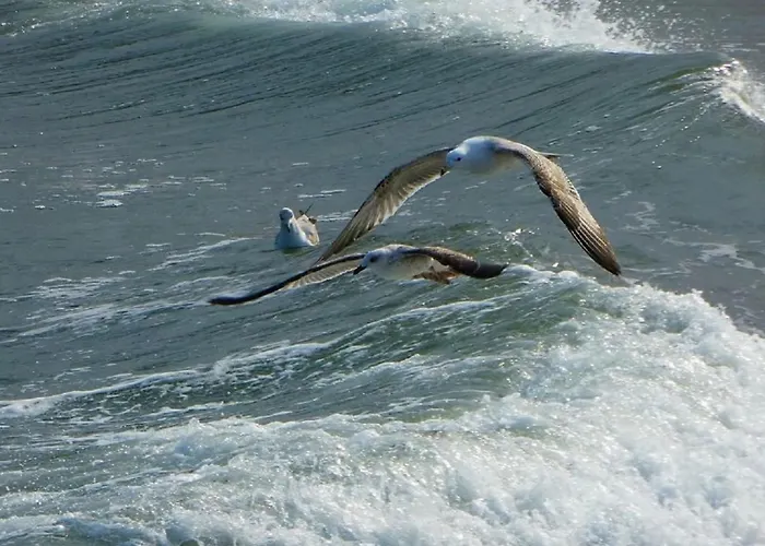 Sunrise سوزوبول